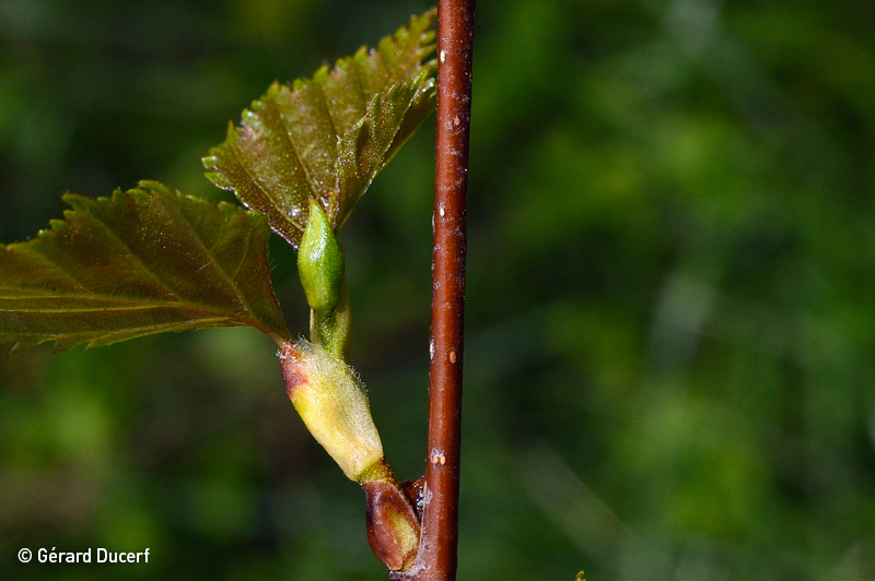 Bourgeon de bouleau verruqueux frais bio - Gemmothérapie Herbiolys
